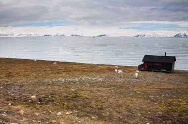 Longyearbyen 'de otları yiyen ren geyikleri