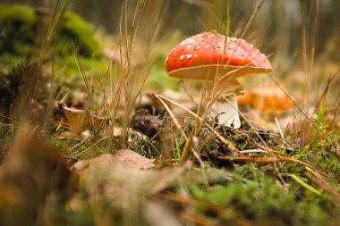 Ormanın derinliklerinde bir mantar krallığı