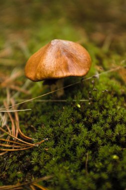 Ormanın derinliklerinde bir mantar krallığı