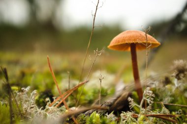 Ormanın derinliklerinde bir mantar krallığı