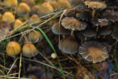 Ormanın derinliklerinde bir mantar krallığı