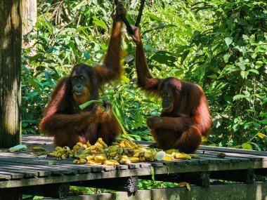 do orangutanes adultos on Sepilok, Sabah, Malasia