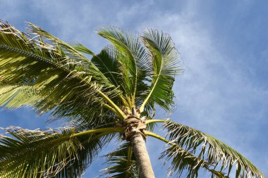 Gökyüzünde palmiye yaprakları, renkli sulu tropikal arkaplan