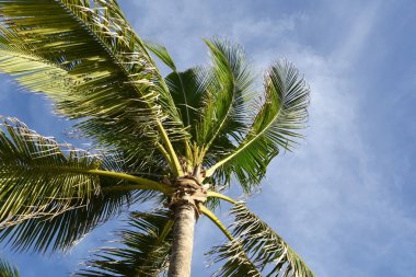 Gökyüzünde palmiye yaprakları, renkli sulu tropikal arkaplan