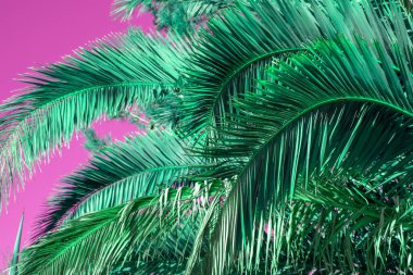 Gökyüzünde palmiye yaprakları, renkli sulu tropikal arkaplan