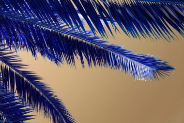 Gökyüzünde palmiye yaprakları, renkli sulu tropikal arkaplan