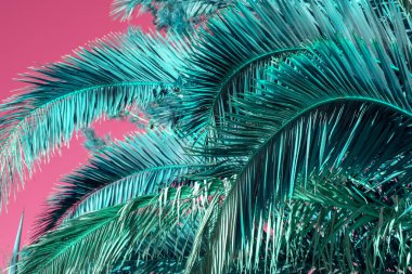Pembe gökyüzünde yeşil palmiye yaprakları, sulu tropikal arkaplan