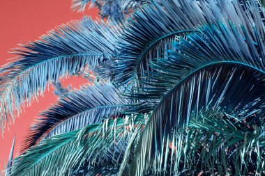 Gökyüzünde palmiye yaprakları, renkli sulu tropikal arkaplan
