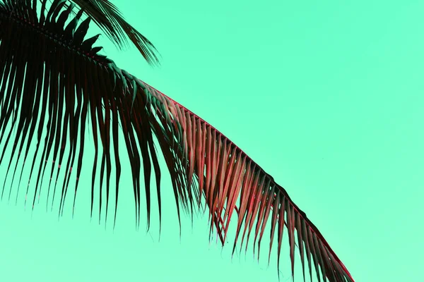 Gökyüzünde renkli kırmızı palmiye yaprakları, sulu tropikal arkaplan
