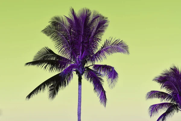 Colorful purple palm tree leaves against the sky, juicy tropical background