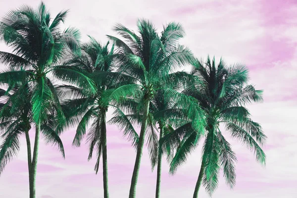 Colorful purple palm tree leaves against the sky, juicy tropical background