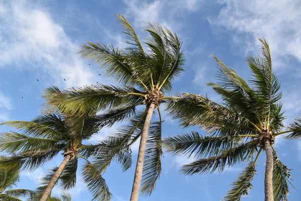 Gökyüzünde palmiye yaprakları, renkli sulu tropikal arkaplan