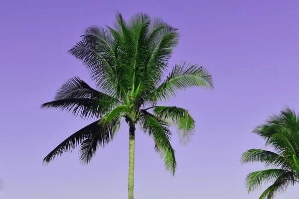 Palm tree leaves against the sky, colorful juicy tropical background
