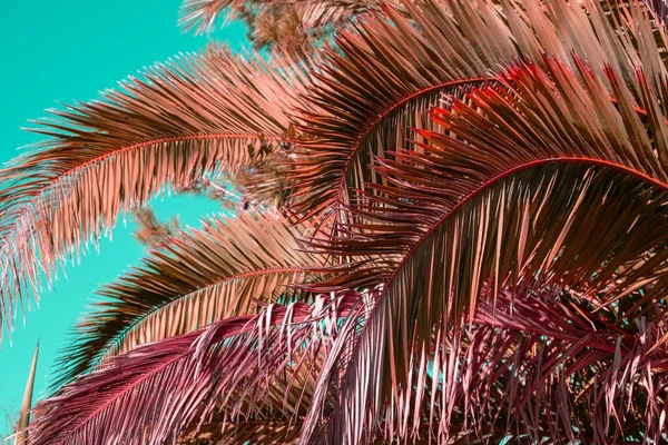Palm tree leaves against the sky, colorful juicy tropical background
