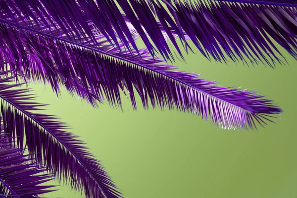 Palmeira Folhas Contra Céu Fundo Tropical Suculento Colorido — Fotografia de Stock