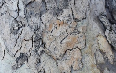 Japon hostes ağacının kabuğundaki desenler.