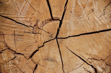 Eski ahşap dokusunu kapat