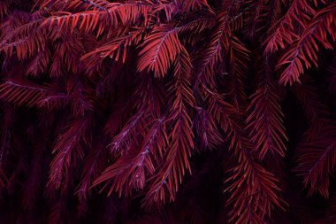 Yapraklı Thuja ağacı dalları, sıra dışı çiçek deseni.