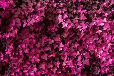 Renkli üzüm yaprakları desen, sıra dışı çiçek arkaplanı.