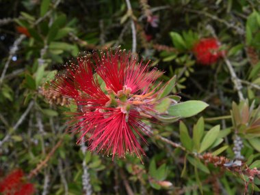 Egzotik bir kırmızı çiçeğin yakın çekimi, canlı ve alışılmadık renklerini sergiliyor, çarpıcı ve eşsiz bir çiçek arkaplanı yaratıyor..