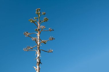Renkli yaprakları olan canlı, egzotik tropikal ağaçlar yaratıcı ihtiyaçlarınız için geniş bir kopya alanı sunan eşsiz ve büyüleyici bir zemin oluşturur..