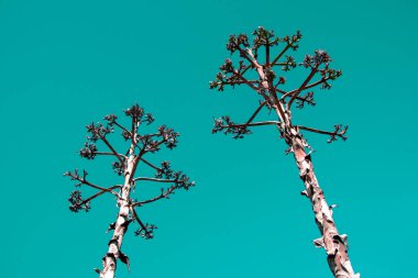 Düşen yaprakları ve eşsiz çiçek arkaplanı olan alışılmadık renkli tropikal ağaç.