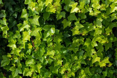 Değişik ve büyüleyici bir çiçek arkaplanı oluşturan renkli üzüm yaprakları içeren canlı ve çarpıcı bir doku..