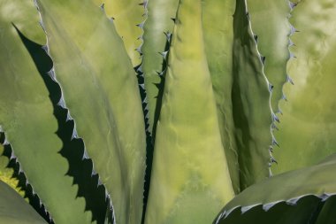 Renkli aloe yaprakları, eşsiz ve büyüleyici bir dokuya sahip canlı ve sıra dışı bir çiçek arkaplanı oluşturur.