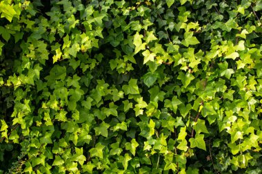 Değişik ve büyüleyici bir çiçek arkaplanı oluşturan renkli üzüm yaprakları içeren canlı ve çarpıcı bir doku..