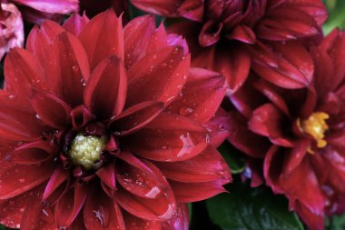 Parıldayan yağmur damlalarıyla süslenmiş çarpıcı bir pembe çiçek tomurcuğu eşsiz ve büyüleyici bir çiçek arkaplanı yaratır..