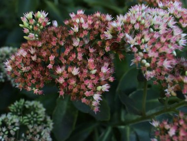 Yeşillik yeşil yapraklarla çevrili çiçek tomurcukları içeren büyüleyici bir arka plan büyüleyici ve büyüleyici bir çiçek dokusu yaratıyor.