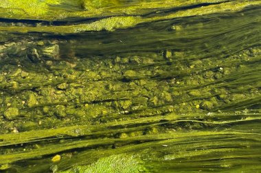 Sıra dışı renkli çiçek deseni, nehir sümüğü arka planı.