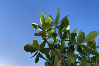 Dal dokusunda alışılmadık renkli tropikal yapraklar, taze çiçek arkaplanı.
