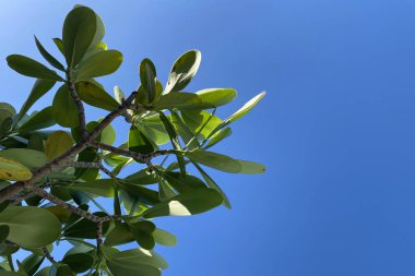 Dal dokusunda alışılmadık renkli tropikal yapraklar, taze çiçek arkaplanı.