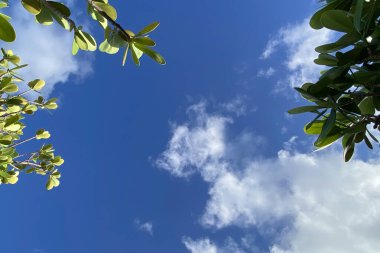 Dal dokusunda alışılmadık renkli tropikal yapraklar, taze çiçek arkaplanı.