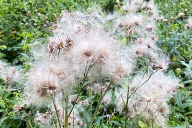 Karahindiba gibi, alerji konsepti.