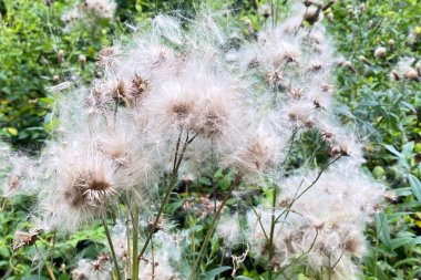 Karahindiba gibi, alerji konsepti.