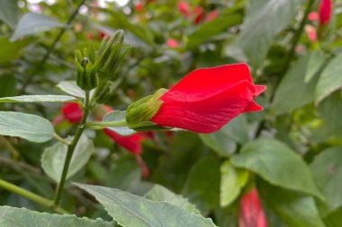 Kırmızı çiçek tomurcuğu ve yeşil yapraklar arka plan, güzel çiçek dokusu