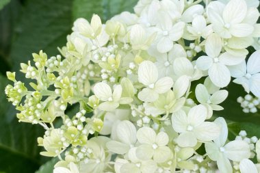 Küçük beyaz çiçeklerden oluşan güzel bir arka plan büyüleyici ve hoş bir manzara yaratır.