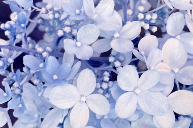 Küçük mor çiçeklerden oluşan güzel bir fon büyüleyici ve hoş bir sahne yaratır.