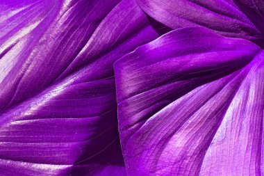 Renkli yaprak dokusu, sıra dışı çiçek arkaplanı