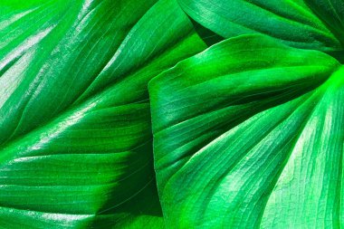 Renkli yaprak dokusu, sıra dışı çiçek arkaplanı