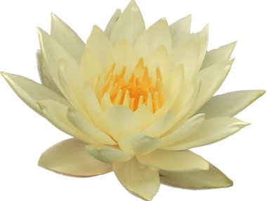 Çiçek açan nilüfer çiçekleri beyaz, nenuphar çiçeği, güzel çiçek deseni.