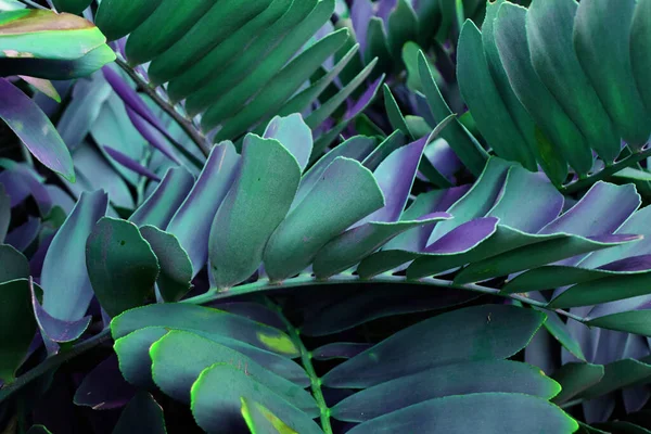 Textura Folhas Coloridas Fundo Floral Incomum — Fotografia de Stock