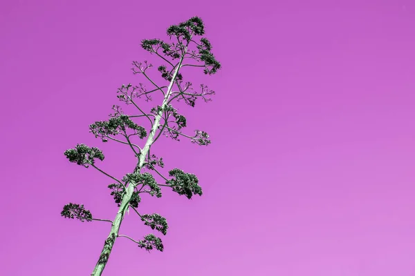Árvore Tropical Colorida Incomum Com Folhas Caídas Fundo Floral Único — Fotografia de Stock