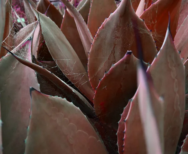 Colorful Aloe Leaves Create Vibrant Unusual Floral Background Showcasing Unique — Stock Photo, Image