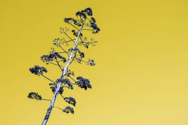 Ovanligt Färgglada Tropiska Träd Med Fallna Blad Unik Blommig Bakgrund — Stockfoto