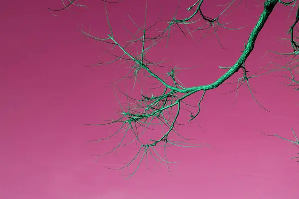 カラフルな背景に落ち葉のあるツリーブランチ — ストック写真
