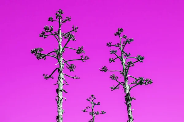 Ovanligt Färgglada Tropiska Träd Med Fallna Blad Unik Blommig Bakgrund — Stockfoto