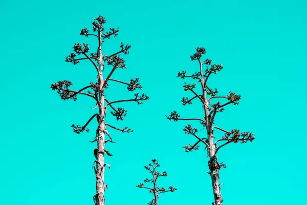 Düşen Yaprakları Eşsiz Çiçek Arkaplanı Olan Alışılmadık Renkli Tropikal Ağaç — Stok fotoğraf